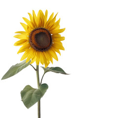isolated a sunflower with leaves, transparent background