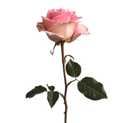 pink rose isolated, transparent background