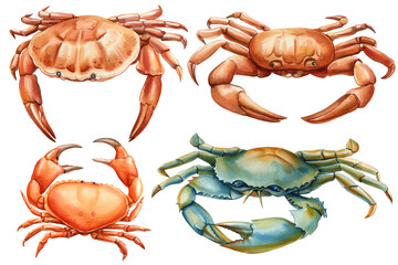 Crab on an isolated white background, hand drawing summer sea clipart. Watercolor painting botanical illustration - 787154504