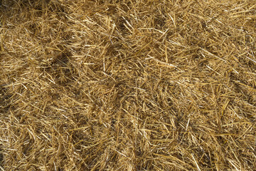 Hay Texture Background, Straw Pattern, Dry Golden Grass Mockup, Dry Baled Hay Bales Stacks Banner