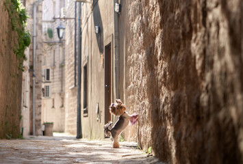 Yorkshire Terrier dog performs a cheerful dance on the cobblestones of a narrow, sun-drenched alley
