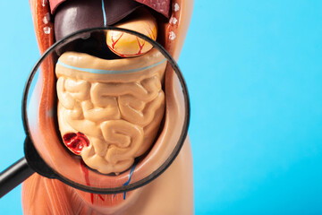 Mockup of a man with internal organs and intestines under a magnifying glass on a blue background. Concept of intestinal diseases and treatment, cancer. Copy space for text, intestinal motility - 787160926