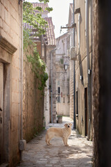 Golden Retriever dog sits on an ancient cobblestone street, enveloped by the warmth of historical buildings - 787160963
