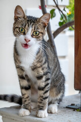 Cats on the Greek island of Kefalonia