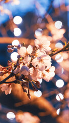 夜桜がライトに照らされているシーン