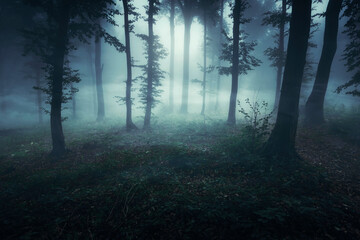 spooky dark forest at night, halloween landscape - 787163912