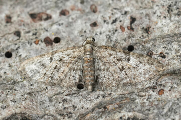 Closeup on the small Oak-tree Pug moth, Eupithecia dodoneata with spread wings