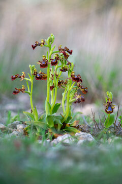 Orchid Mirror orchid. Ophrys speculum or Ophrys ciliata (Ophrys speculum). Monte Doglia, Alghero, Sardinia, Italy 
