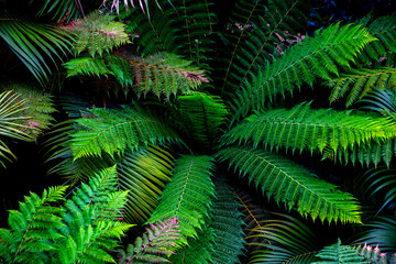 Aerial view over palm trees in the jungle