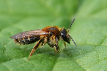 Closeup on a female Short-fringed Mining Bee, Andrena dorsata, sitting on a green leaf