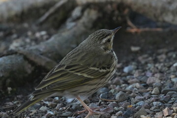 olive backed pipit in a forest