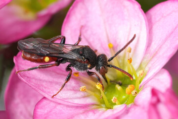 Closeup on a female yellow-shouldered Nomad bee, Nomada ferruginata on a pink Saxifraga flower