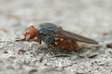 Closeup on an uncommon European syrphid fly, Brachyopa bicolor sitting on wood