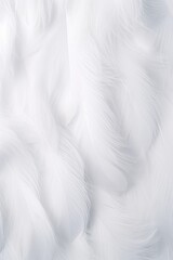 Obraz premium soft feathers background wallpaper close up