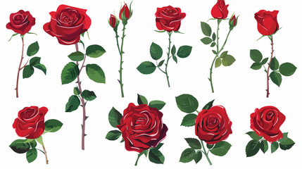 Set of beautiful red roses isolated on white background
