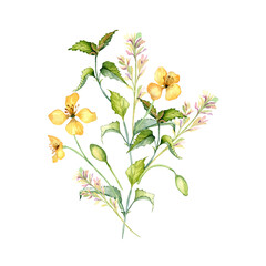 Yellow medicinal flowers, nettle watercolor illustration isolated on white. Celandine and urtica dioica bunch in sketch. Medicinal plant, useful flower hand drawn. Design for label, package, postcard