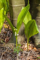 Lily of the valley near rubber boots.