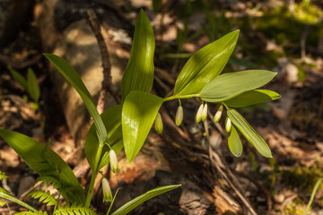 Polygonatum odoratum in the forest