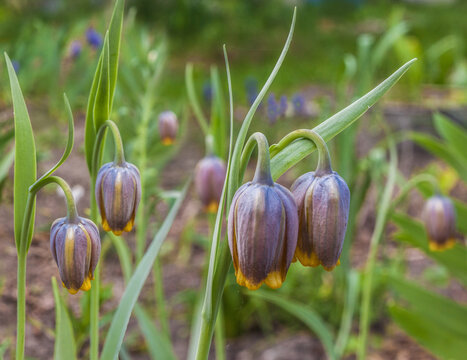 Fritillaria uva vulpis commonly known as Fox`s grape fritillary in garten
