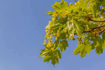 Blooming maple branch with young leaves in spring against a blue sky.