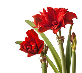 Blooming Hippeastrum (amaryllis) "Red  Nymph"   on white background