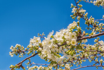 Blooming cherry branch against the sky on a sunny day