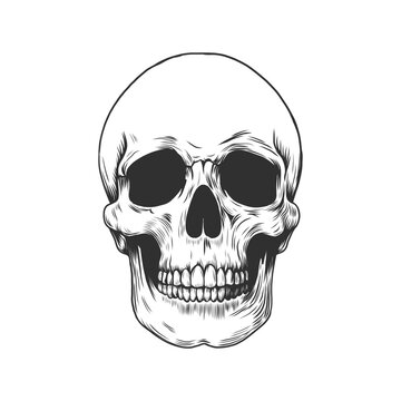 Black and white human skull. Monochrome vector illustration in engraving vintage style