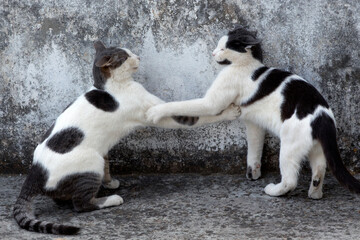 two cats fighting against gray background