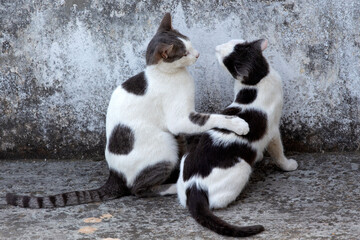 2 black and white cats mating   against gray background. selective focus