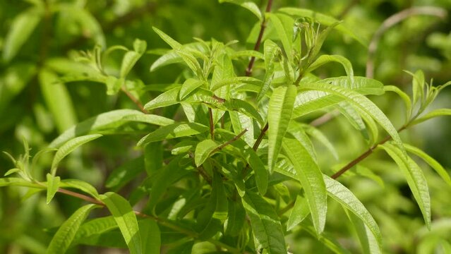 Aloysia citrodora (Lippia triphylla)