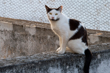 portrait of a black and white cat standing on the wall looking the camera