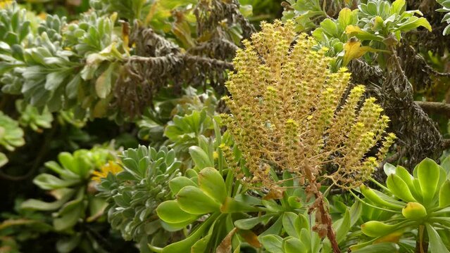 Aeonium canariense is a species of Aeonium, one of the few aeoniums with hairs all over the thick leaves. It tends to grow along the ground but the flowers stand up very tall.