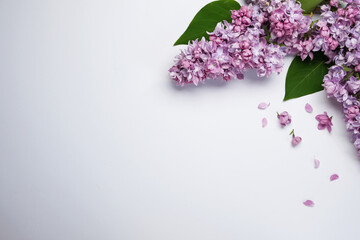 Composition of frame with lilac flowers, leaves and petals isolated on white background. Flat lay,...