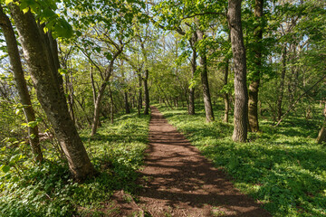 Footpath through the forest.