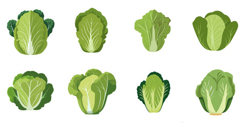 Vector illustration of Chinese cabbages with multiple simple designs - obrazy, fototapety, plakaty