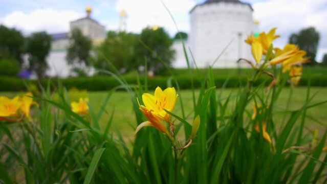 Iris pseudacorus, yellow flag, yellow iris, or water flag, is flowering plant in family Iridaceae. It is native to Europe, western Asia and northwest Africa.