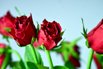 red roses in a vase