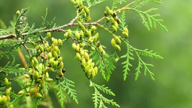 Thuja occidentalis, also known as northern white cedar, eastern white cedar, or arborvitae, is an evergreen coniferous tree, in the cypress family Cupressaceae, Canada and United States.