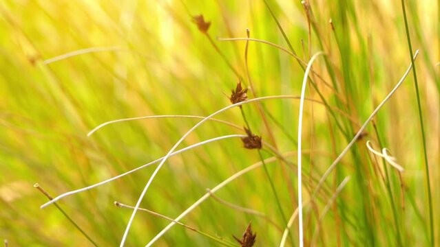 Rhynchospora fusca (vernacular name: brown beak-sedge) is sedge belonging to family Cyperaceae. Its native range is Europe, Central and Eastern Canada to Northern Central and Eastern USA.