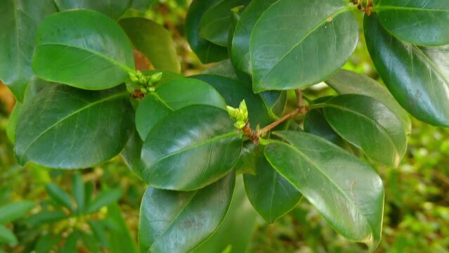 Camellia japonica Alba Plena