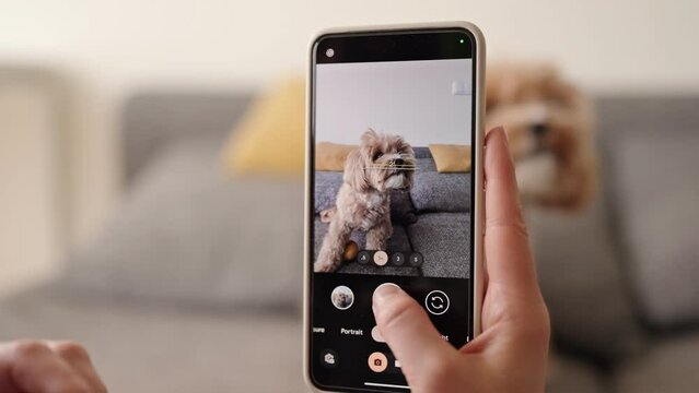 A person films their adorable pet dog with a smartphone, capturing playful and cherished moments at home.