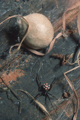 Mediterranean black widow (Latrodectus tredecimguttatus) male in the nest with eggs, Capocaccia, Sardinia, Italy