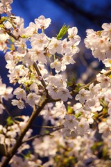 ライトに照らされる桜