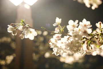 ライトに照らされる桜