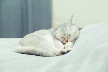 Cute Scottish Straight cat licks himself on the bed.