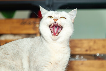  An aggressive cat growls and attacks the mop.