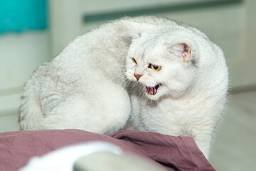  An aggressive cat growls and attacks the mop. - 787177754