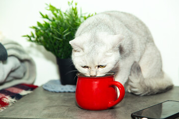 Cat drinks from her owner's cup. - 787177756