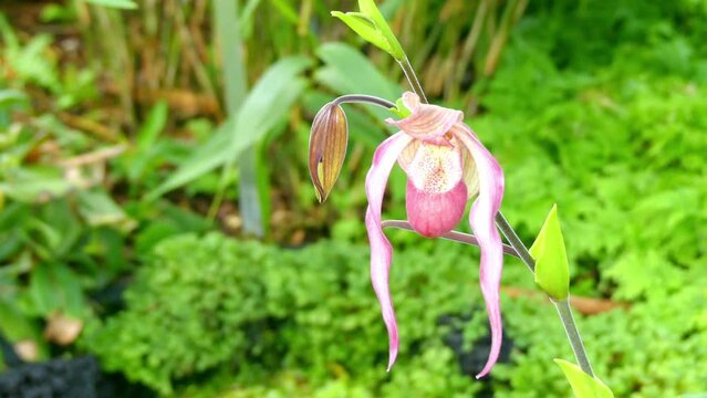 Phragmipedium hartwegii in Orchid family