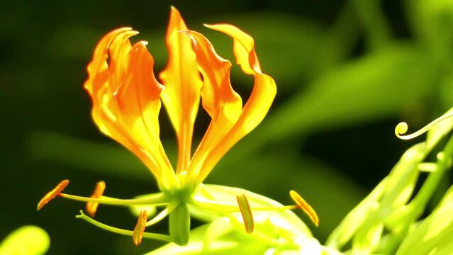 Gloriosa superba in family Colchicaceae